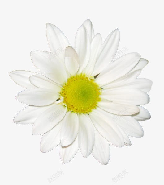 洁白花瓣雏菊png免抠素材_新图网 https://ixintu.com 洁白 花瓣