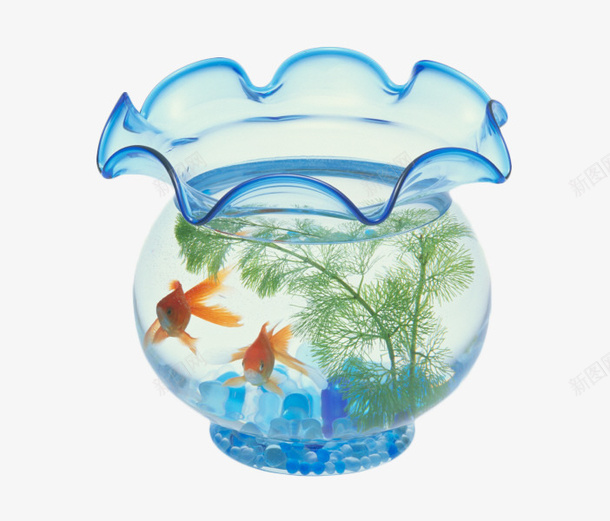 蓝色透明金鱼缸png免抠素材_新图网 https://ixintu.com 手绘 水产 水草 蓝色 透明鱼缸 金鱼 金鱼戏水 鱼