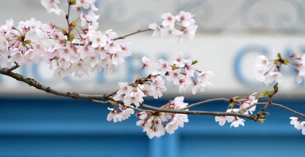 粉色花朵色风景jpg设计背景_新图网 https://ixintu.com 粉色 花朵 风景