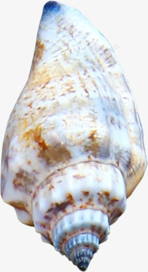 褐色海螺夏天png免抠素材_新图网 https://ixintu.com 夏天 海螺 褐色