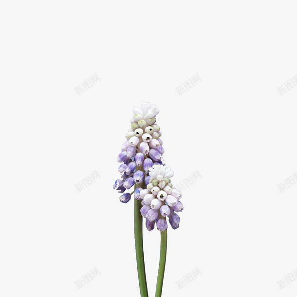 唯美紫花壁纸psd免抠素材_新图网 https://ixintu.com 唯美 壁纸 手机 清新 紫花 花朵 苹果 苹果解锁 解锁