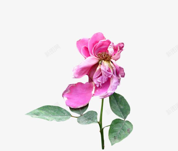 粉色凋谢的月季花png免抠素材_新图网 https://ixintu.com 凋谢 凋谢的花 叶子 唯美 月季 月季花 枯萎 玫瑰花 粉色 花瓣 花茎