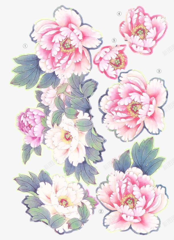 水彩国画png免抠素材_新图网 https://ixintu.com 中国画国画 国画 国画元素 国画素材 秋海棠 花卉