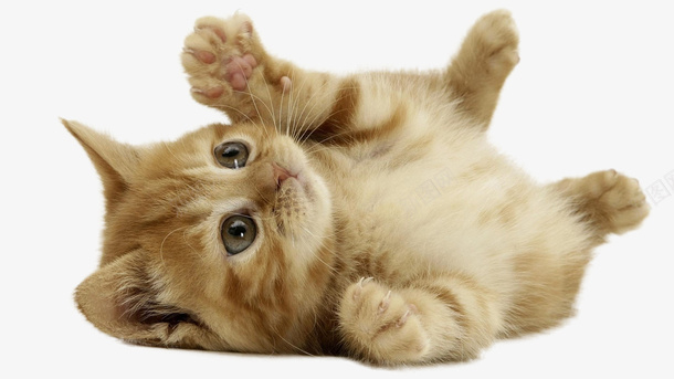 顽皮的猫咪喵星人撸猫png免抠素材_新图网 https://ixintu.com ppt猫 养猫 喵星人 懒猫 撸猫 歪头猫咪 顽皮的猫咪
