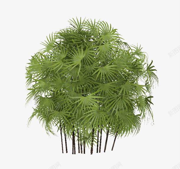一簇棕树林png免抠素材_新图网 https://ixintu.com 叶子 树木 树林 棕叶 棕叶树 棕树 植物 簇拥 绿色