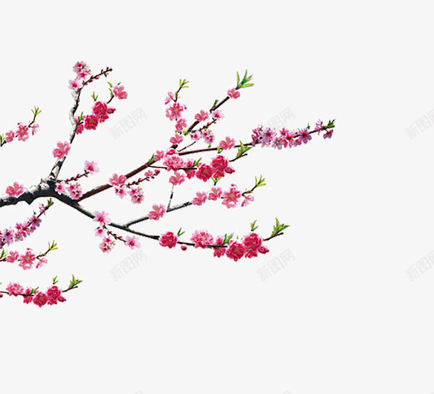 手绘桃花png免抠素材_新图网 https://ixintu.com 创意图 卡通 可爱 彩色图 手绘图 桃花 简单 背景