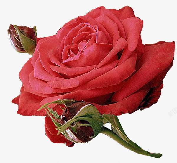 玫瑰花朵玫瑰花苞png免抠素材_新图网 https://ixintu.com 玫瑰花朵 玫瑰花苞