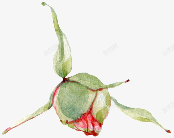 玫瑰花花蕊手绘花花png免抠素材_新图网 https://ixintu.com 手绘花 玫瑰花 花 花蕊
