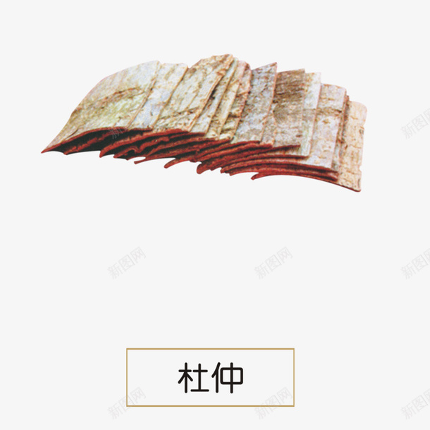 杜仲png免抠素材_新图网 https://ixintu.com 中药 产品实物 杜仲 植物 药材 药用