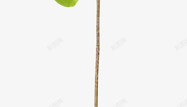 透明树叶树叶花边png免抠素材_新图网 https://ixintu.com 树叶素材 树叶背景元素 树叶花边图片 透明树叶图片