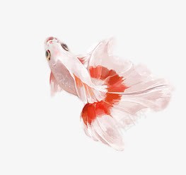 游动金鱼png免抠素材_新图网 https://ixintu.com 游动金鱼png素材