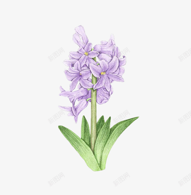 卡通紫色花儿png免抠素材_新图网 https://ixintu.com 一支 卡通 紫色 花儿 花朵