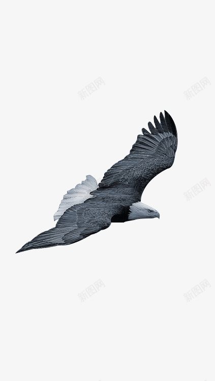 老鹰插画背景png免抠素材_新图网 https://ixintu.com 动物 插画 老鹰 飞翔