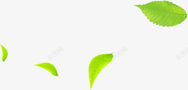 摄影活动海报绿色漂浮树叶png免抠素材_新图网 https://ixintu.com 摄影 树叶 活动 海报 漂浮 绿色
