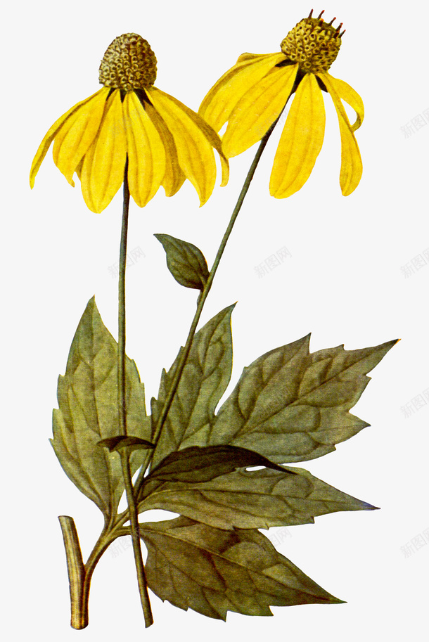 手绘肿柄菊图谱png免抠素材_新图网 https://ixintu.com 手绘植物图谱 手绘植物花卉 手绘肿柄菊 水飞蓟 绿叶 绿植 肿柄菊 菊科 黄色花朵