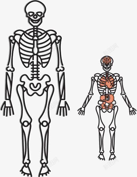人骨png免抠素材_新图网 https://ixintu.com 免抠 头 头骨 装饰 骨头素材 骷颅