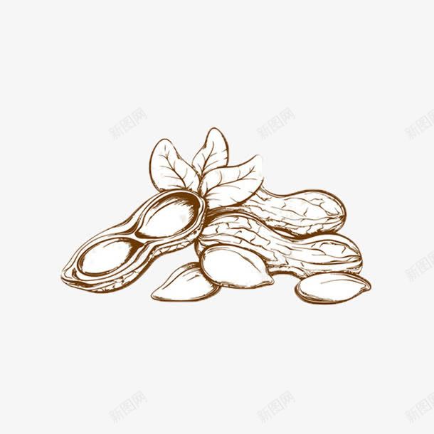 花生手绘png免抠素材_新图网 https://ixintu.com 花生手绘