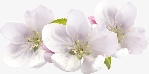 白色桃花实物png免抠素材_新图网 https://ixintu.com 实物 桃花 白色