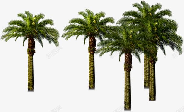 园林植物美景png免抠素材_新图网 https://ixintu.com 园林 植物 美景