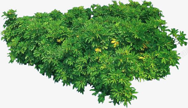 绿草配名植物png免抠素材_新图网 https://ixintu.com 图片 植物
