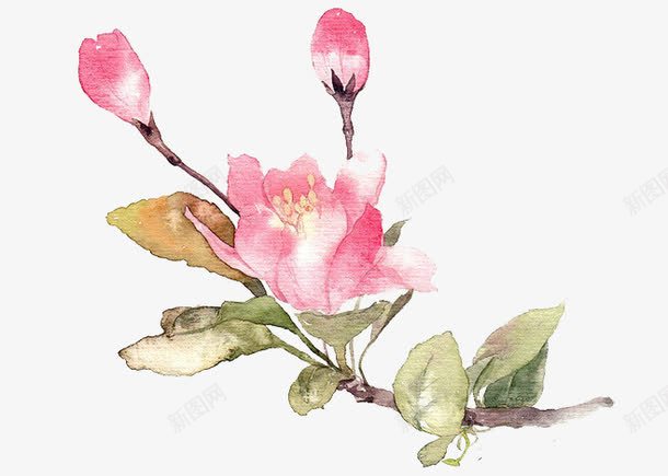 花儿png免抠素材_新图网 https://ixintu.com 叶子 手绘 水彩 花朵 花苞
