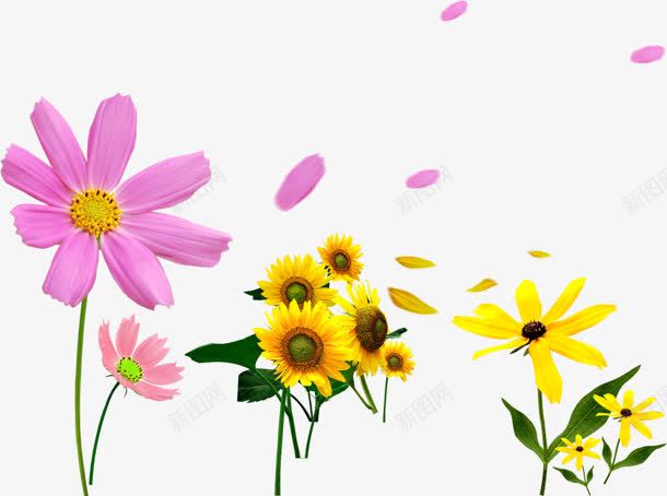 向日葵花瓣飘落png免抠素材_新图网 https://ixintu.com 向日葵 花瓣 飘落