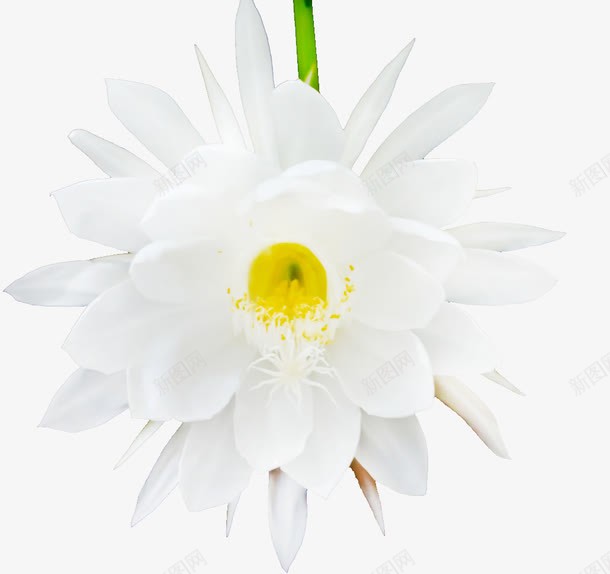 昙花png免抠素材_新图网 https://ixintu.com 昙花 洁白色 琼花 鬼仔花