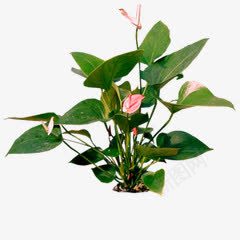 玫瑰花树粉色花苞png免抠素材_新图网 https://ixintu.com 玫瑰 粉色 花树 花苞