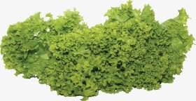 沙拉菜png免抠素材_新图网 https://ixintu.com 白菜 绿色 自然 蔬菜 青菜