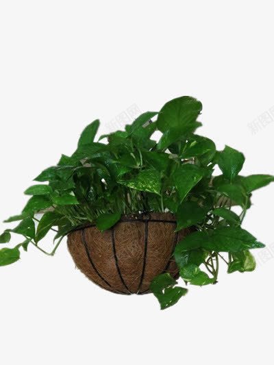 绿萝png免抠素材_新图网 https://ixintu.com 净化空气 植物 盆景 绿色