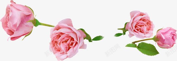 花草图案装饰图标png_新图网 https://ixintu.com 花卉图案素材 花草图案 花草素材 装饰