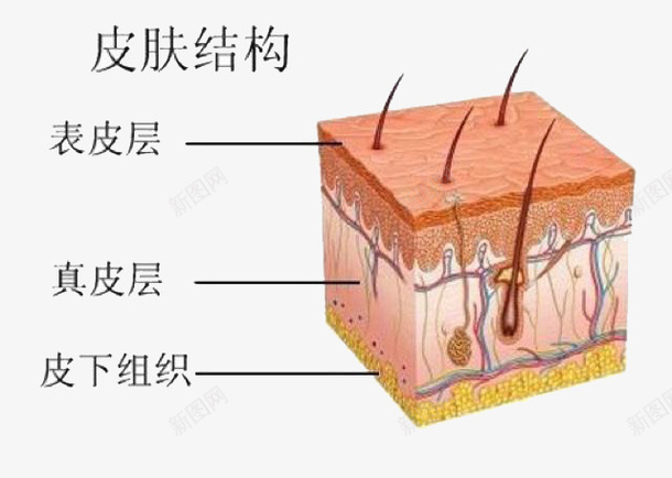 皮肤细胞png免抠素材_新图网 https://ixintu.com 卡通 皮肤 皮肤细胞 素材 细胞