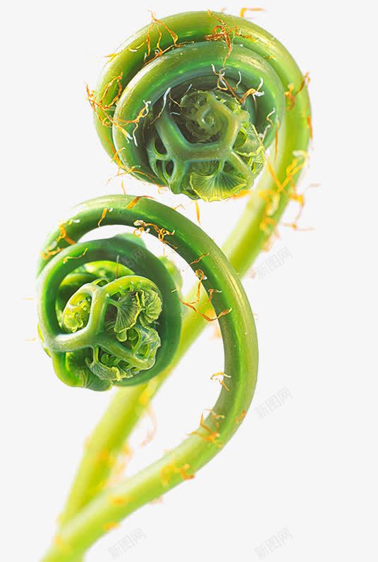 包子植物科png免抠素材_新图网 https://ixintu.com 嫩芽 孢子 根茎 蕨类