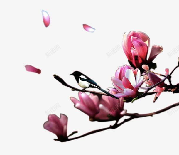 桃花上的喜鹊png免抠素材_新图网 https://ixintu.com 桃花上的喜鹊 花瓣 鸟