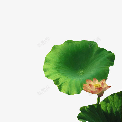 荷花超写实片psd免抠素材_新图网 https://ixintu.com 油画 绿色 荷花 超写实