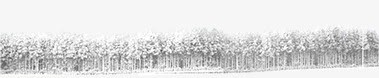 灰色简约雪后树林png免抠素材_新图网 https://ixintu.com 树林 灰色 简约 雪后