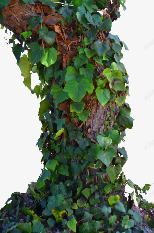 植物爬山虎png免抠素材_新图网 https://ixintu.com PNG PNG免费下载 PNG图片 植物 爬山虎