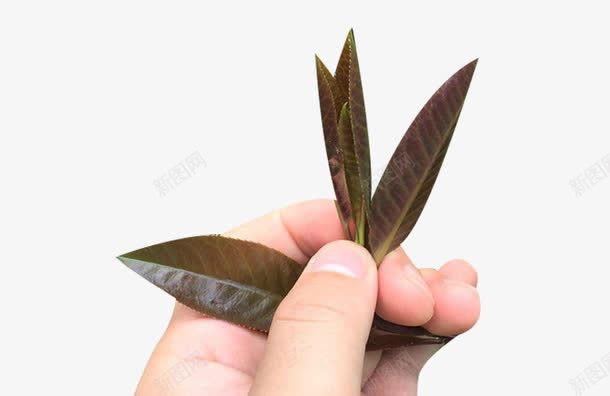 手拿大叶苦丁茶png免抠素材_新图网 https://ixintu.com 苦丁茶