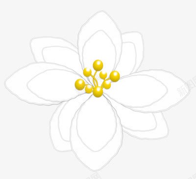 手绘白花png免抠素材_新图网 https://ixintu.com 手绘 白色 花卉 花朵
