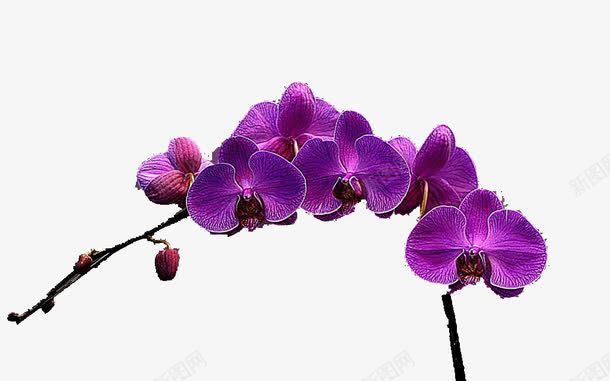一枝蓝紫色花png免抠素材_新图网 https://ixintu.com 一枝 一段 花 蓝紫