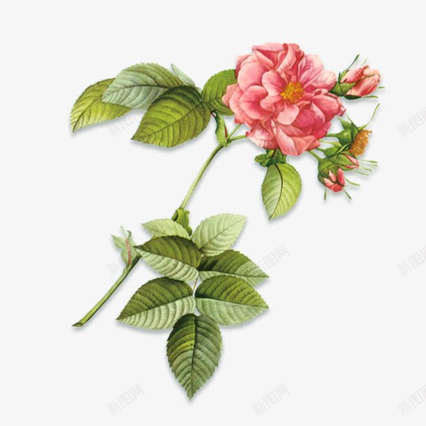 手绘月季花装饰图案png免抠素材_新图网 https://ixintu.com 手绘 月季花 装饰图案