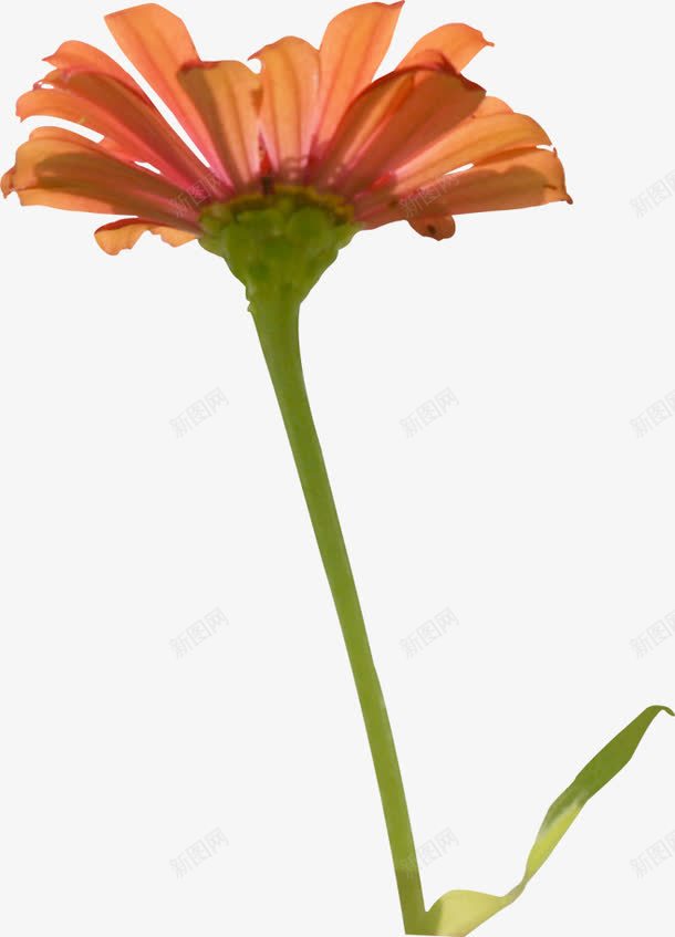 水彩春天花朵美景png免抠素材_新图网 https://ixintu.com 春天 水彩 美景 花朵
