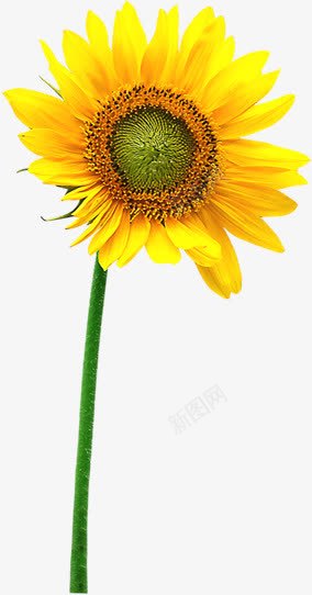 黄色向日葵美景花朵春天花朵png免抠素材_新图网 https://ixintu.com 向日葵 春天 美景 花朵 黄色