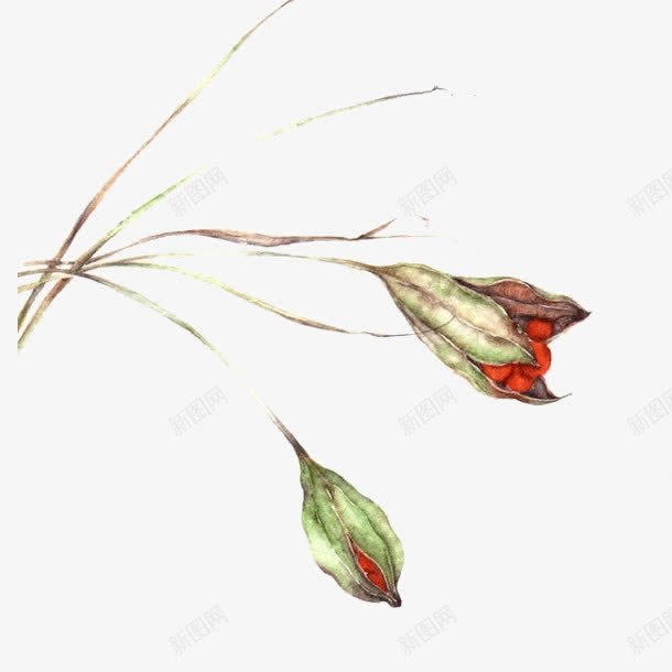 手绘复古红色花苞装饰png免抠素材_新图网 https://ixintu.com 复古 红色 花苞 装饰