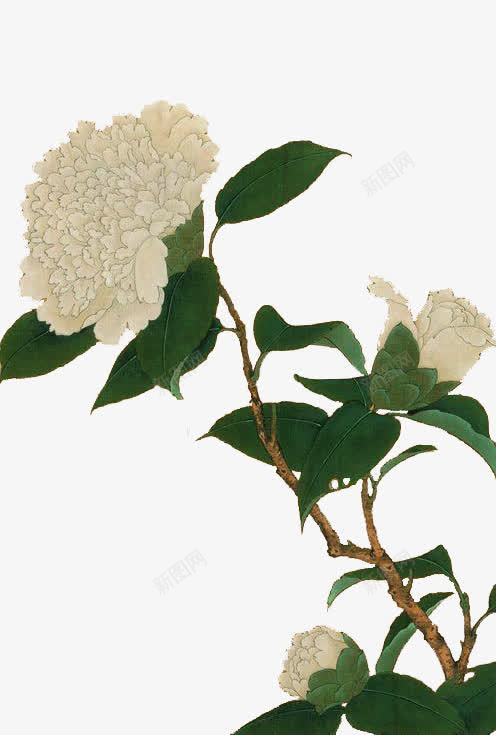 手绘白茶花png免抠素材_新图网 https://ixintu.com 手绘 白色 白茶花 绿叶 艺术作品 装饰画