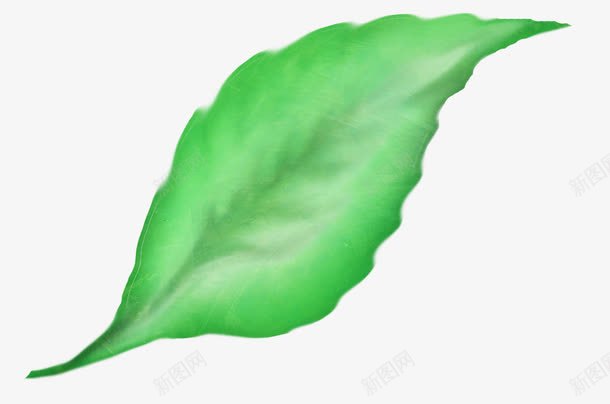 一片手绘绿叶png免抠素材_新图网 https://ixintu.com 手绘 植物 绿叶