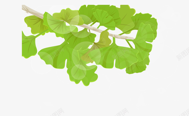 绿色银杏叶插画矢量图eps免抠素材_新图网 https://ixintu.com 位图图形 印刷图 手绘 手绘彩色 插画 绿色 装饰图 银杏叶 矢量图