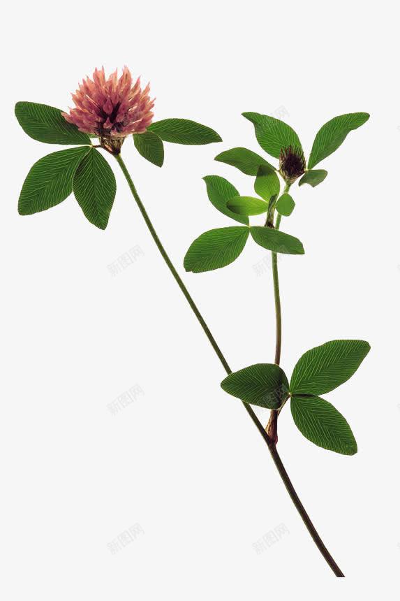 绿色植物png免抠素材_新图网 https://ixintu.com 一枝花 七叶 植物 绿色 花