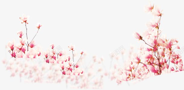 手绘粉色渐变花朵树枝装饰png免抠素材_新图网 https://ixintu.com 树枝 渐变 粉色 花朵 装饰