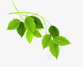 绿色树叶美景装饰植物png免抠素材_新图网 https://ixintu.com 树叶 植物 绿色 美景 装饰